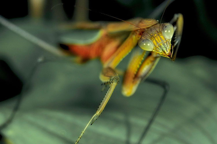 A close up photo of a praying mantis resting on a green leaf
