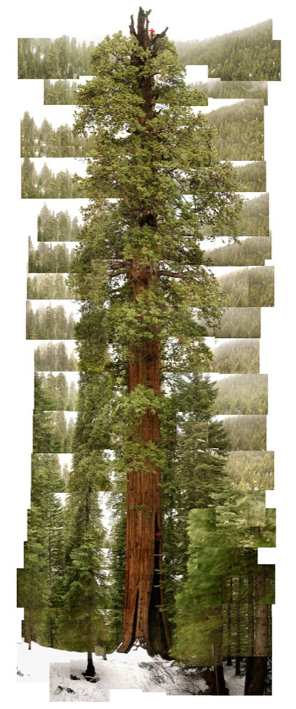 http://cdn-7.nikon-cdn.com/Images/Learn-Explore/Ambassadors/James-Balog/Media/James-Balog-Ambassador-Tree-Sequoia-Stagg.jpg