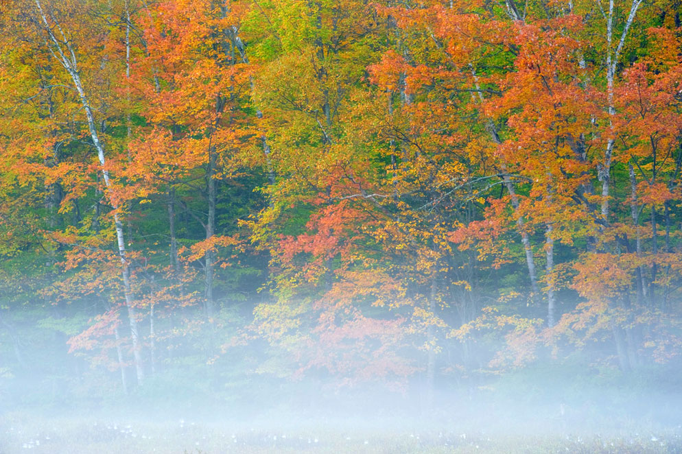 Rod Planck photo of autumn colored trees and fog