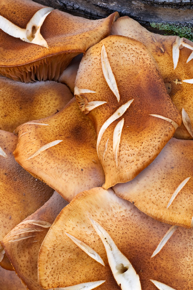 Rod Planck photo of wild mushrooms close up