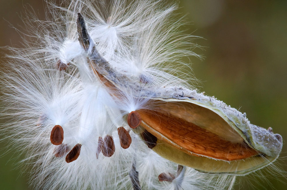 Rod Planck photo of a milk weed pod