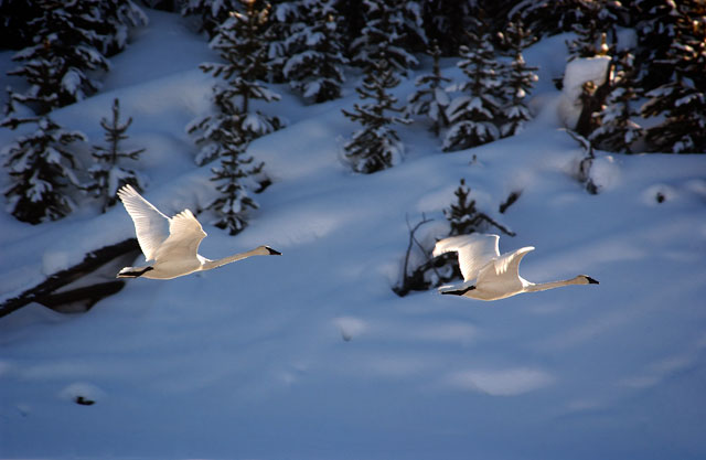 Weldon Lee photo of two snow geese flying for Camera in the Cold article
