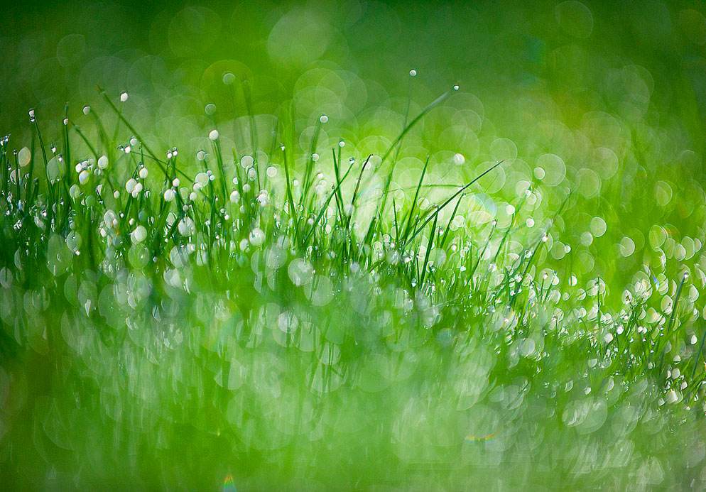 Jody Dole photo of grass with lots of bokeh