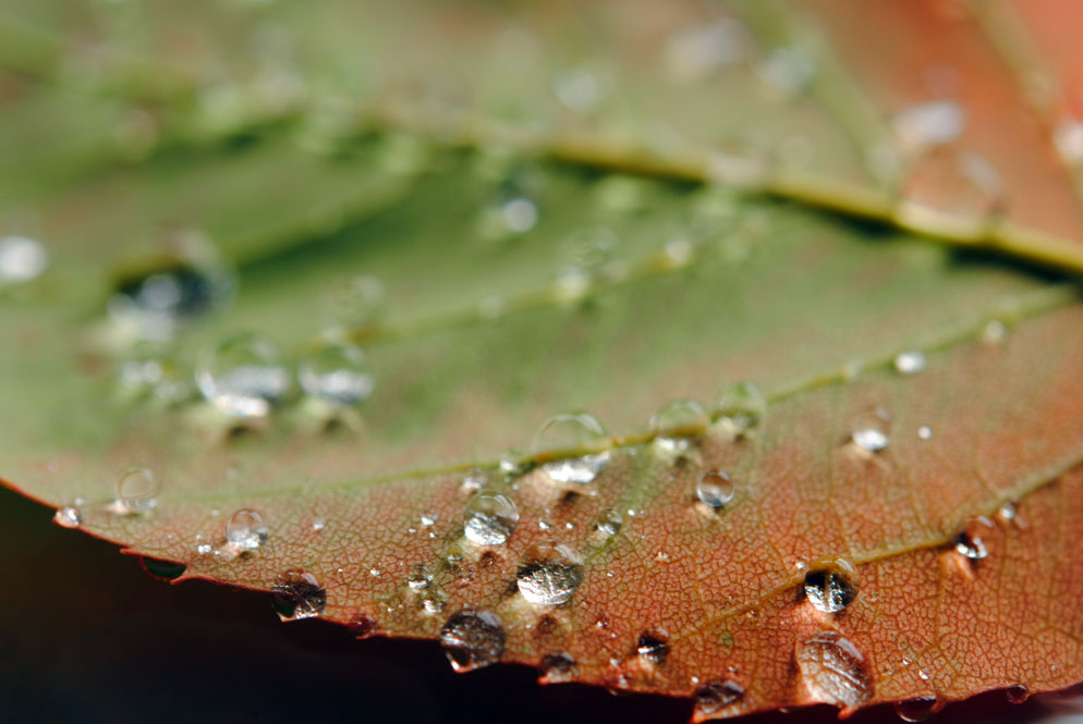 Paul Van Allen photo of water drops on red green leaf