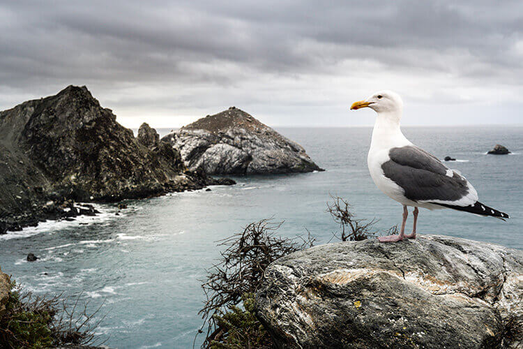 A seagull stands on a rock overlooking the ocean