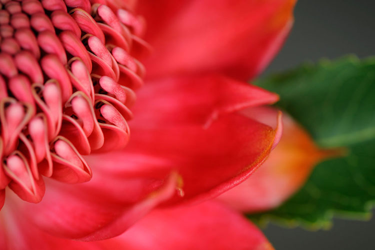 A close up of a dark pink flower