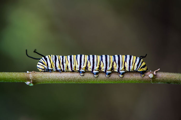 A caterpiller crawling on a small branch