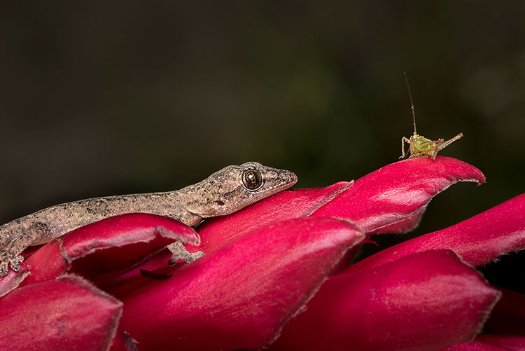 A small lizard approaches a grasshopper on a bright red flower