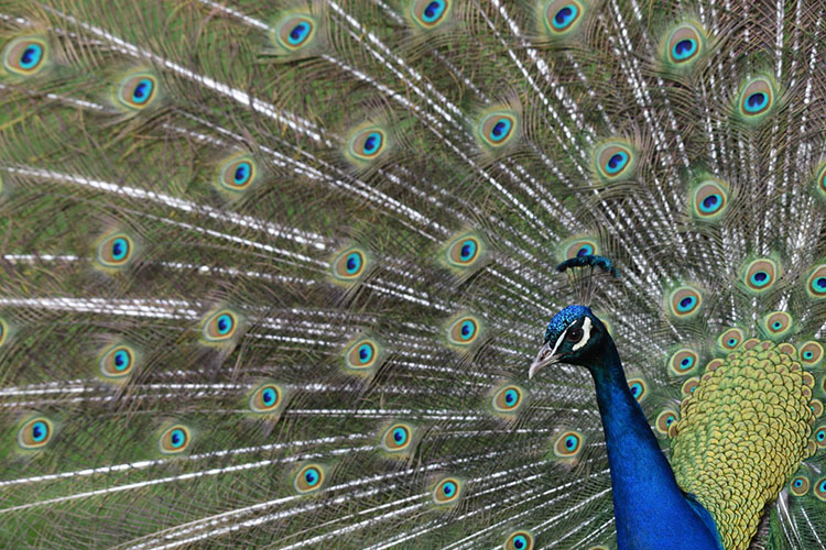 A peacock spreading his colorful tail feathers