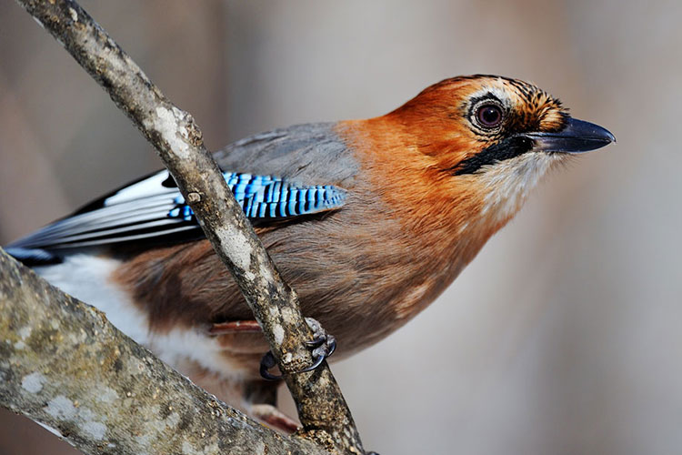 A colorful exotic looking bird perched on a branch