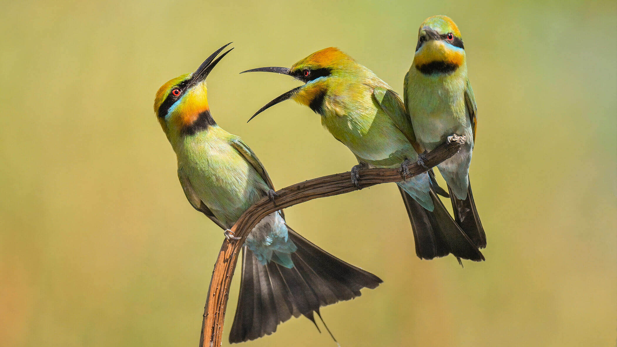 Nikon Z 8 Hybrid Mirrorless Camera