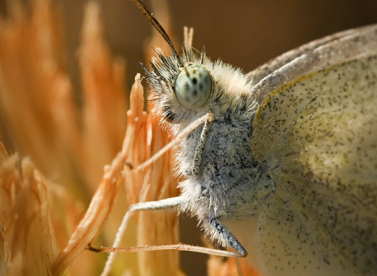 Kristi Odom close up photo of a butterfly on a flower