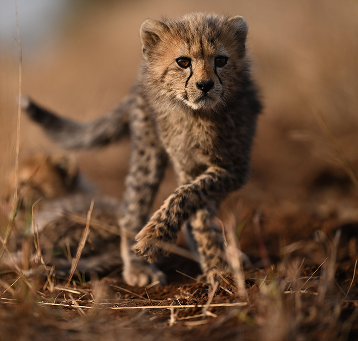 Photo of a cheetah cub in brush