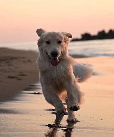 Photo of a dog running on a beach, taken with the Z f camera