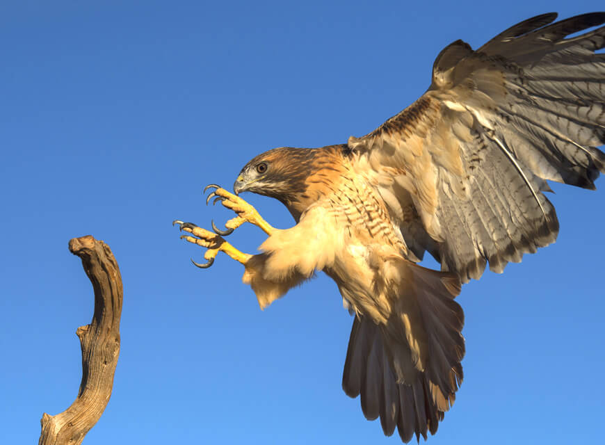 Photo of a hawk in air hovering near a branch