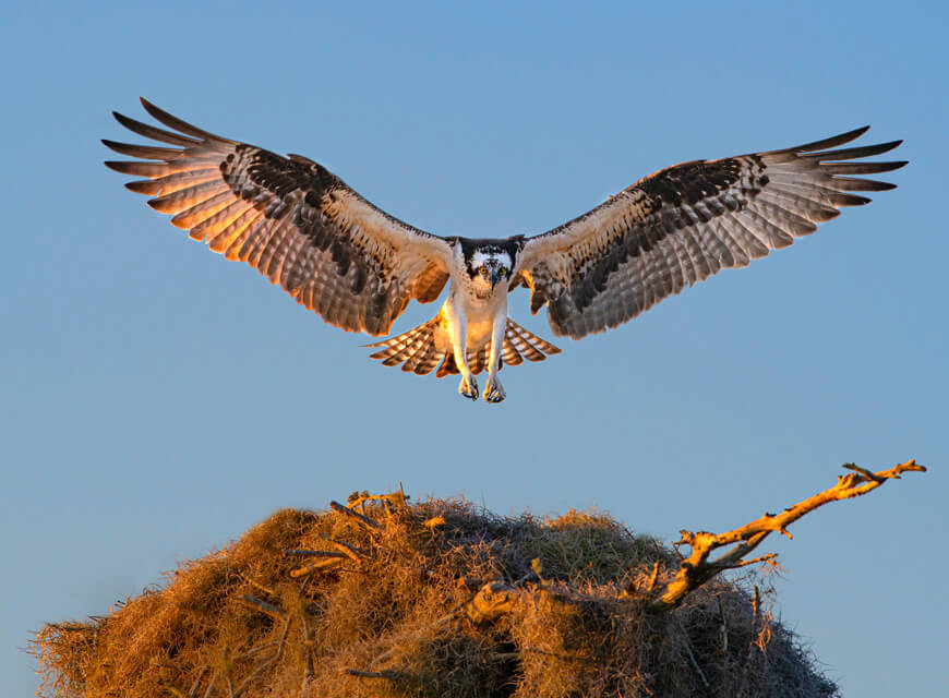 Photo of an osprey in air hovering over a nest