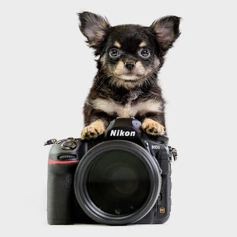 adorable nikon puppy wallpapers