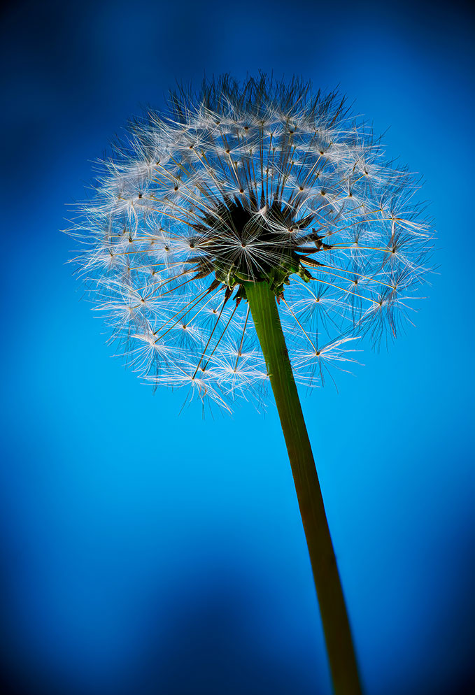 joey terrill macro photography