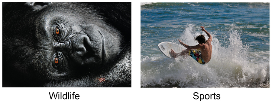 Corrado gorilla pic and Silverman surfing shot
