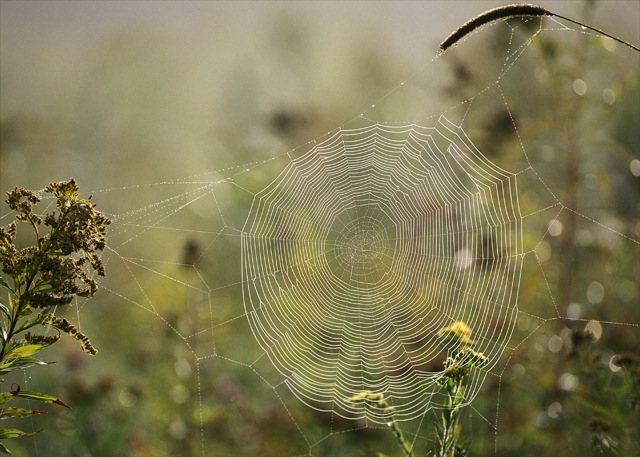 David Middleton: Think About Your Subject Before You Begin Shooting | Nikon