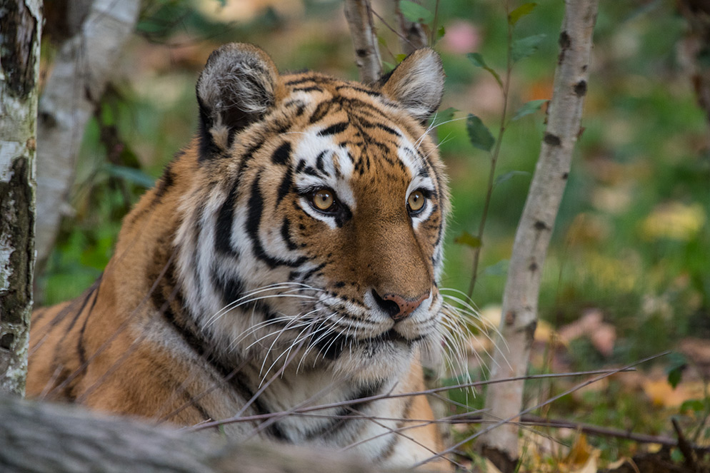 Zoo and Wildlife Photography | Nikon