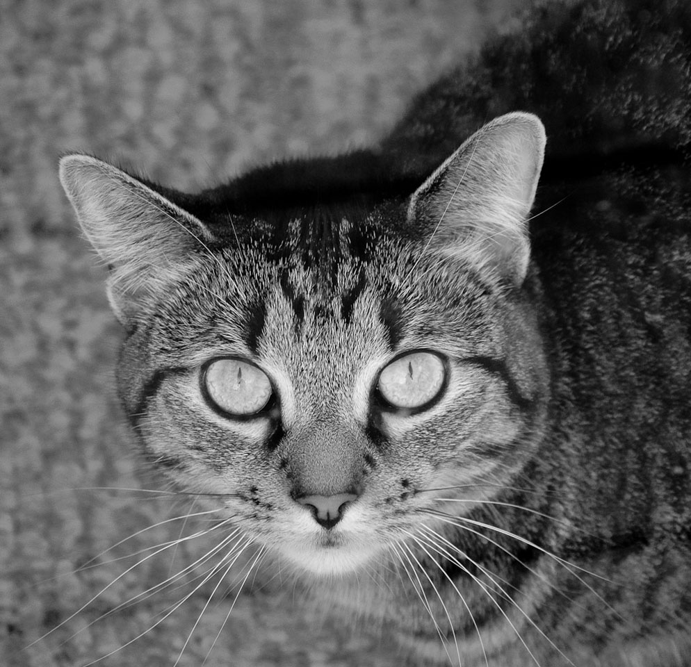 Cat Photography: Learn How To Take Great Photos Of Your Cat | Nikon