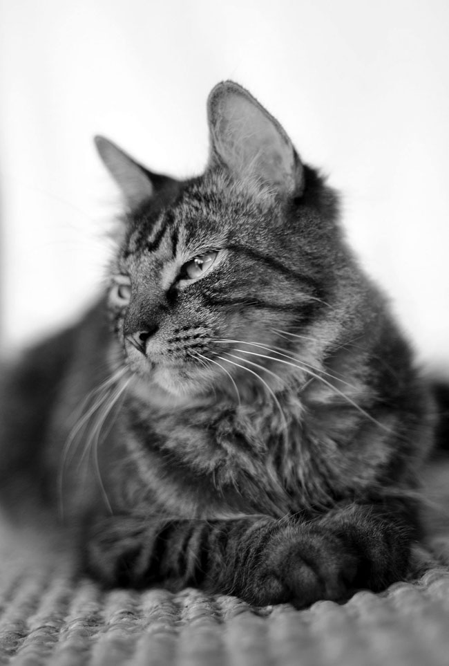 Cat Photography: Learn How To Take Great Photos Of Your Cat | Nikon