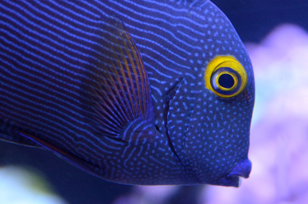 Five Aquarium Fish Best Left in the Ocean