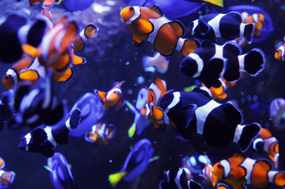 Aquarium Photography How To Take Great Aquarium Photos Nikon Nikon