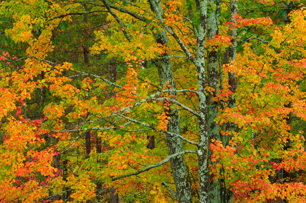 colorful fall photography