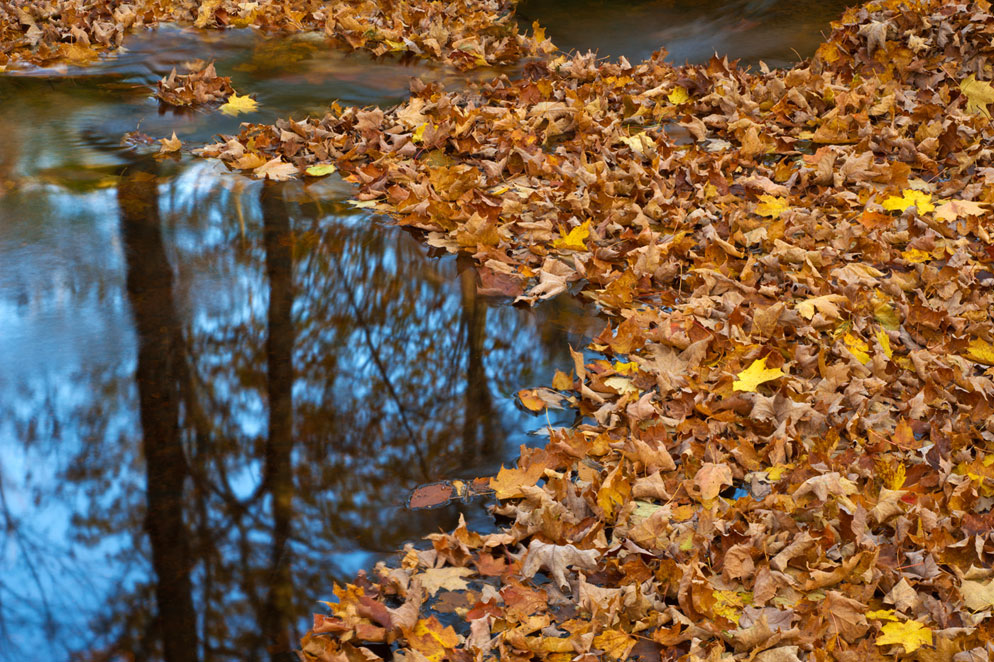 Vibrant Autumn Leaves Reflecting on Calm Waters