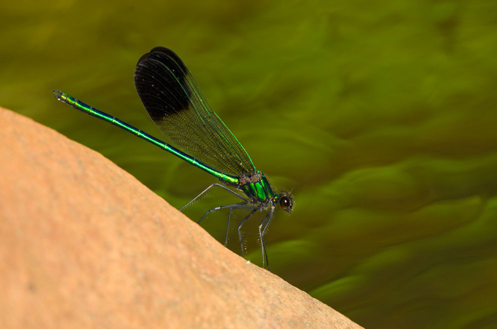 Learn to Fly stock image. Image of darkness, enlight - 52051357