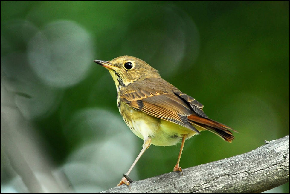 Bird Photography: \