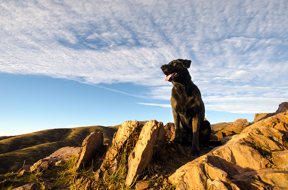 Erika Wiggins photo of a dog on a rocky outcropping