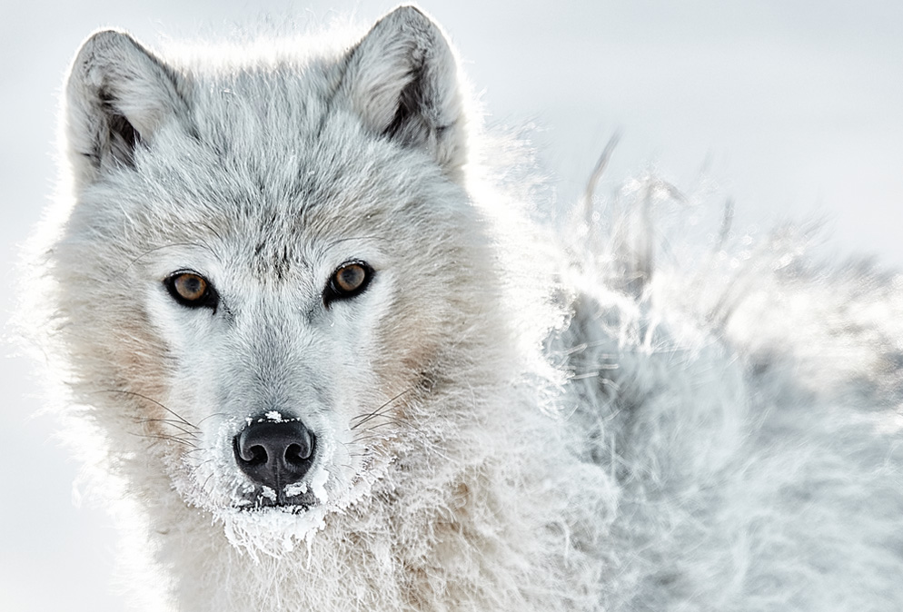 Northern Exposure: A Fashion Photographer Pursues Arctic Wolves