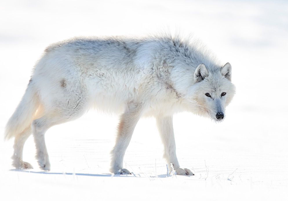 Northern Exposure: A Fashion Photographer Pursues Arctic Wolves. | Nikon