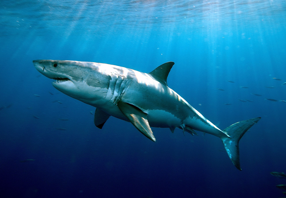 Entre Tiburones Rastreando A Los Predadores Minuto A Minuto De Nikon
