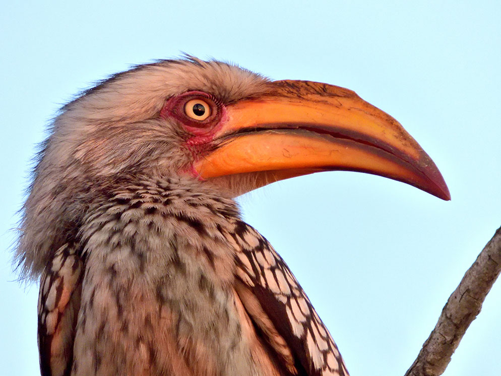 Meeting the Challenge: A Photo Safari with the Astounding