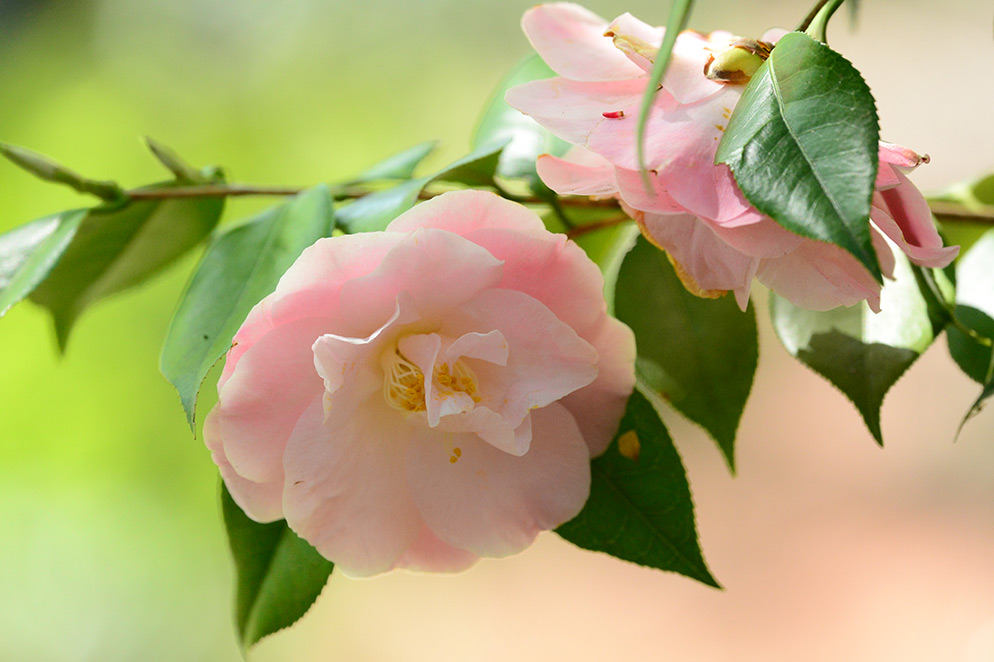 Diane Berkenfeld photo of a cherry blossom flower with soft bokeh background