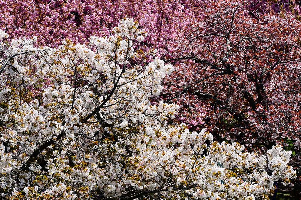 Diane Berkenfeld photo of cherry blossom trees, taken by pointing the camera upwards