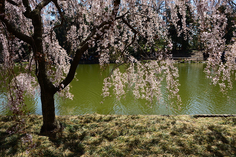 Diane Berkenfeld photo of a cherry blossom tree overlooking water