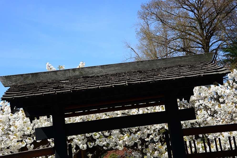 Diane Berkenfeld photo of the top of a japanese style garden gate and cherry blossoms