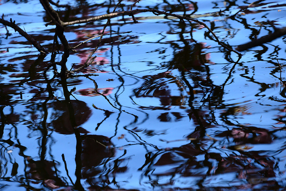 Diane Berkenfeld photo of the reflection of cherry blossoms in water