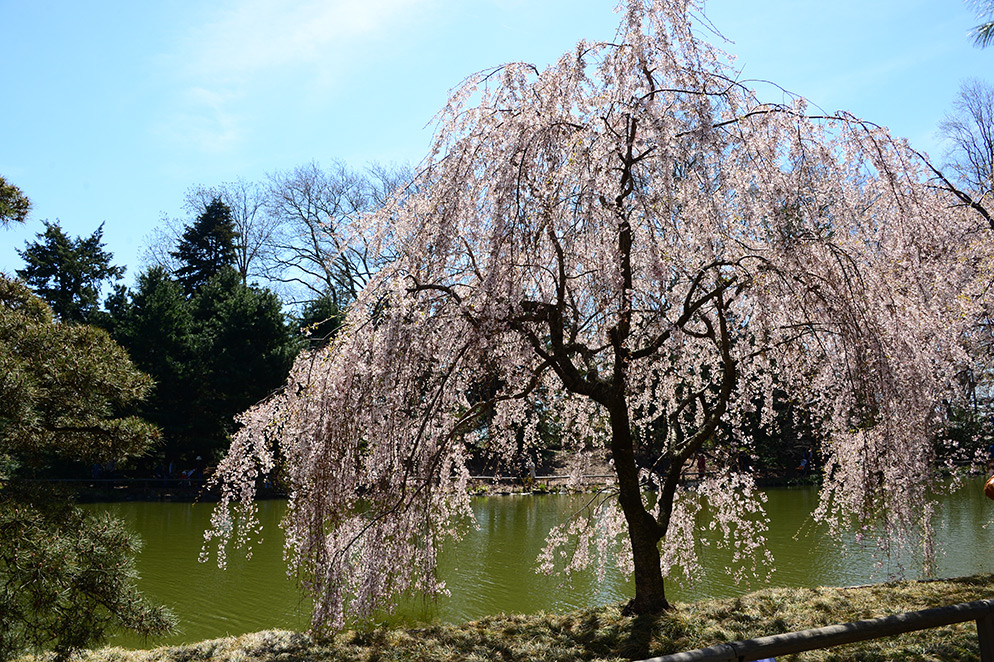 Diane Berkenfeld photo of a cherry blossom tree