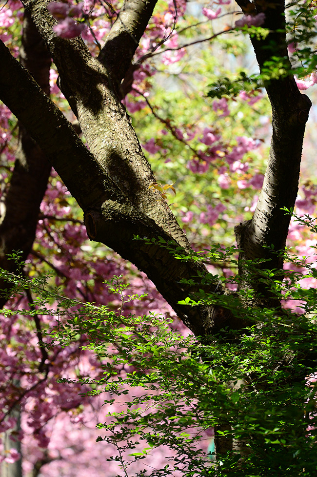 Diane Berkenfeld photo of a cherry blossom tree and flowers out of focus in the background