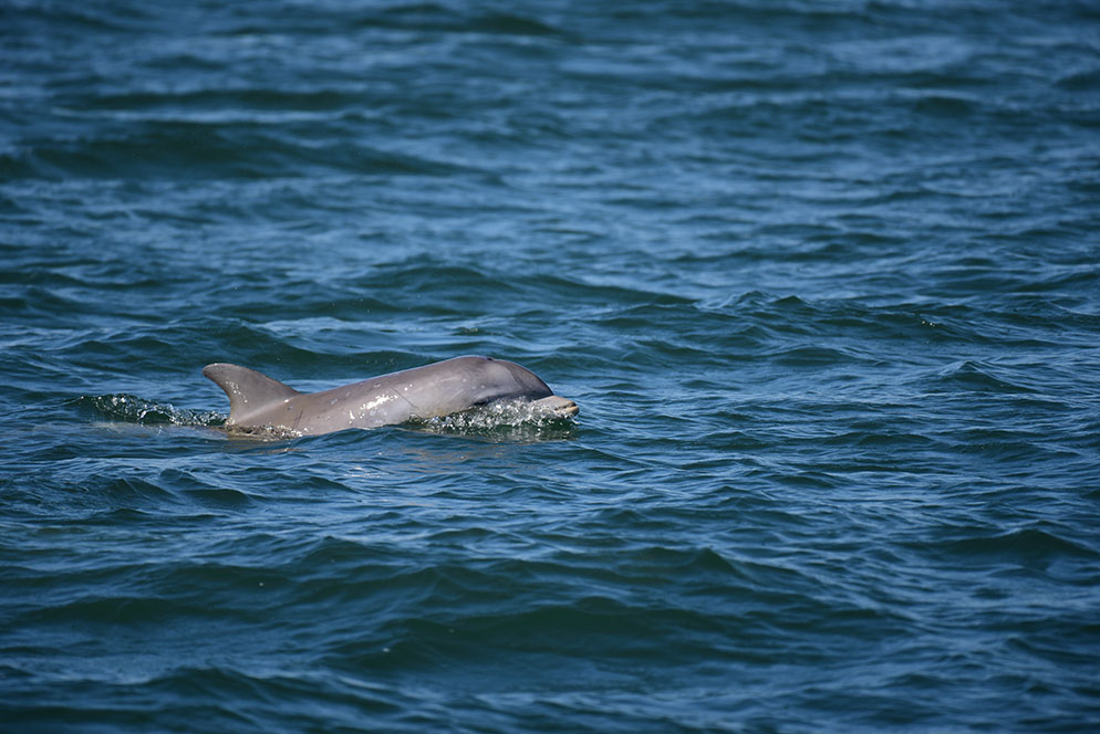 How to Photograph Dolphins Underwater - Nature TTL