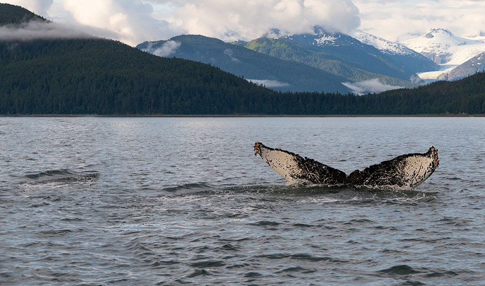 Tips for taking great whale and dolphin photos | Nikon