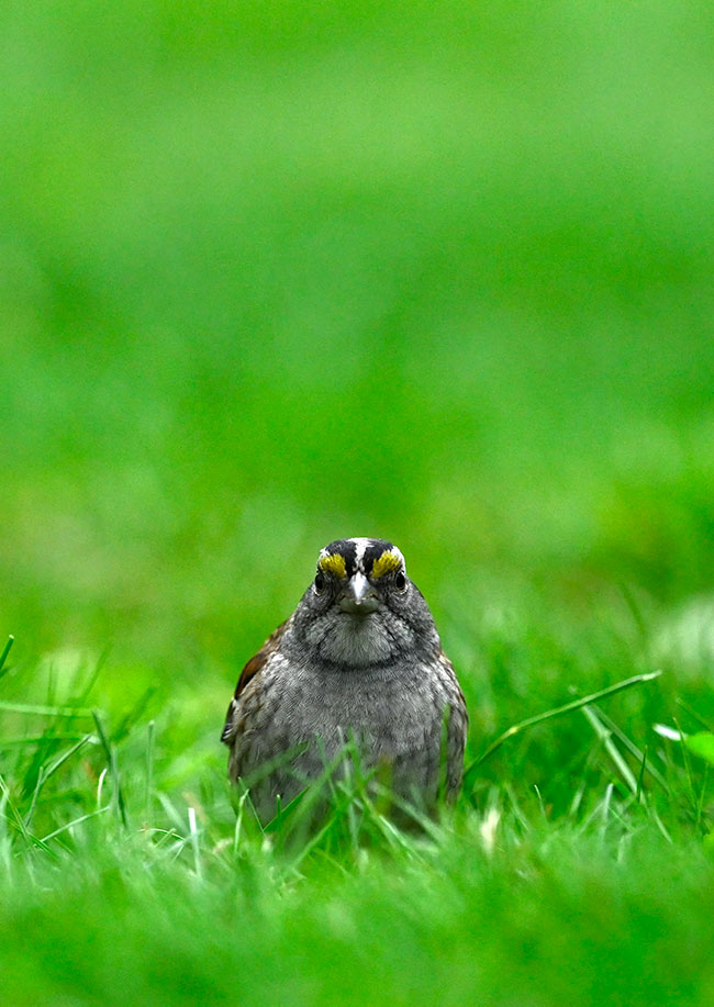 green backyard bird camera