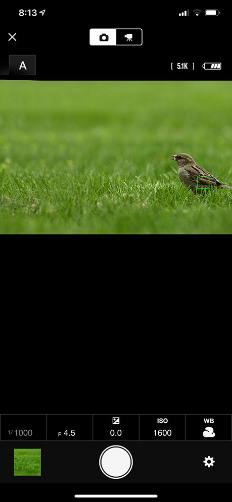Photographing Backyard Birds | Nikon
