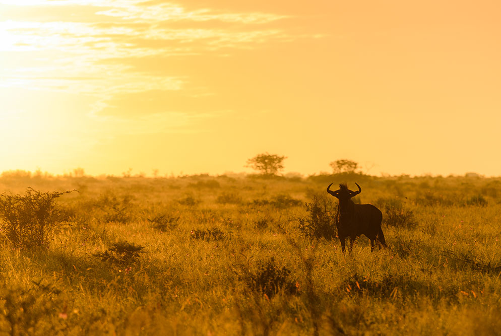 Staying up late, getting up early: A Photographer’s Mantra when ...